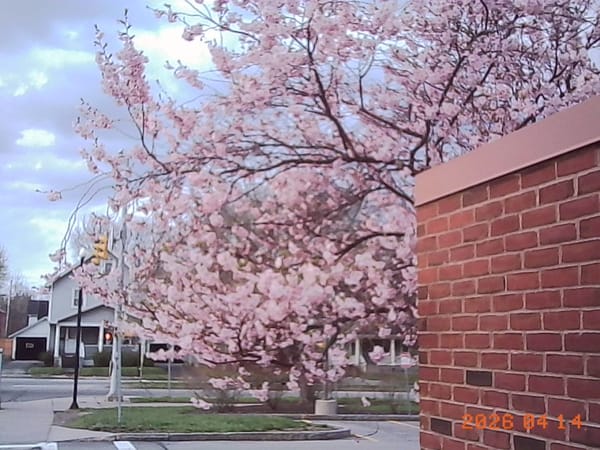 Check out my favorite tree
