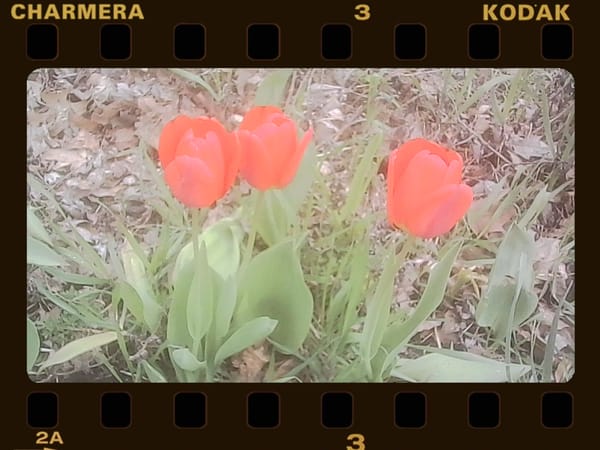 A Charmera digital photo of three red tulips in a garden